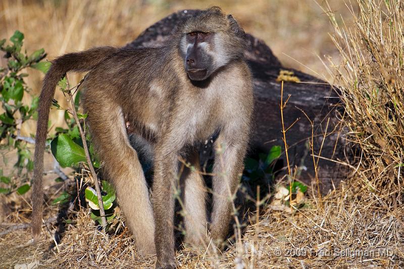 20090613_092327 D300 X1.jpg - Baboon